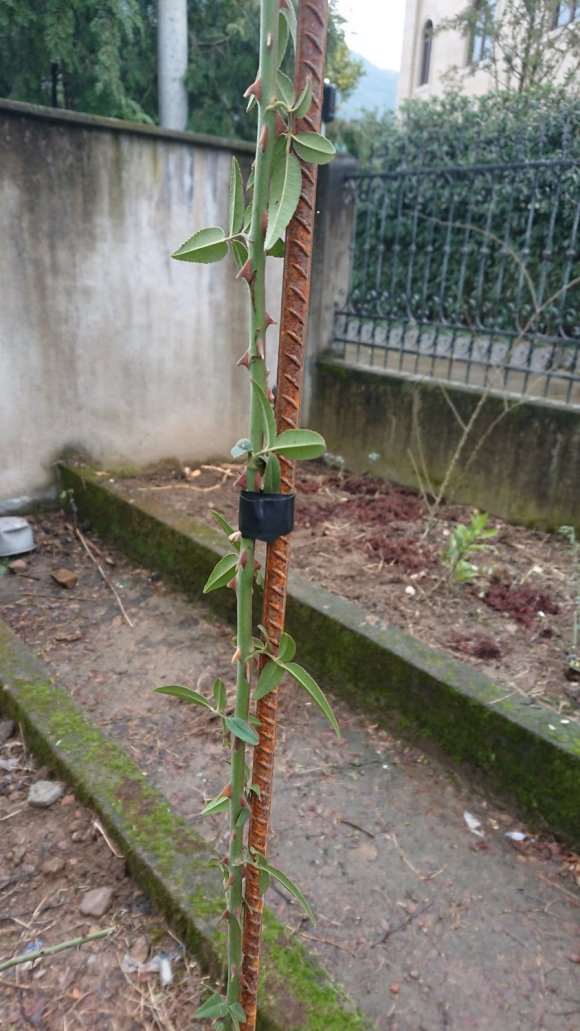 山木香下山桩嫁接了