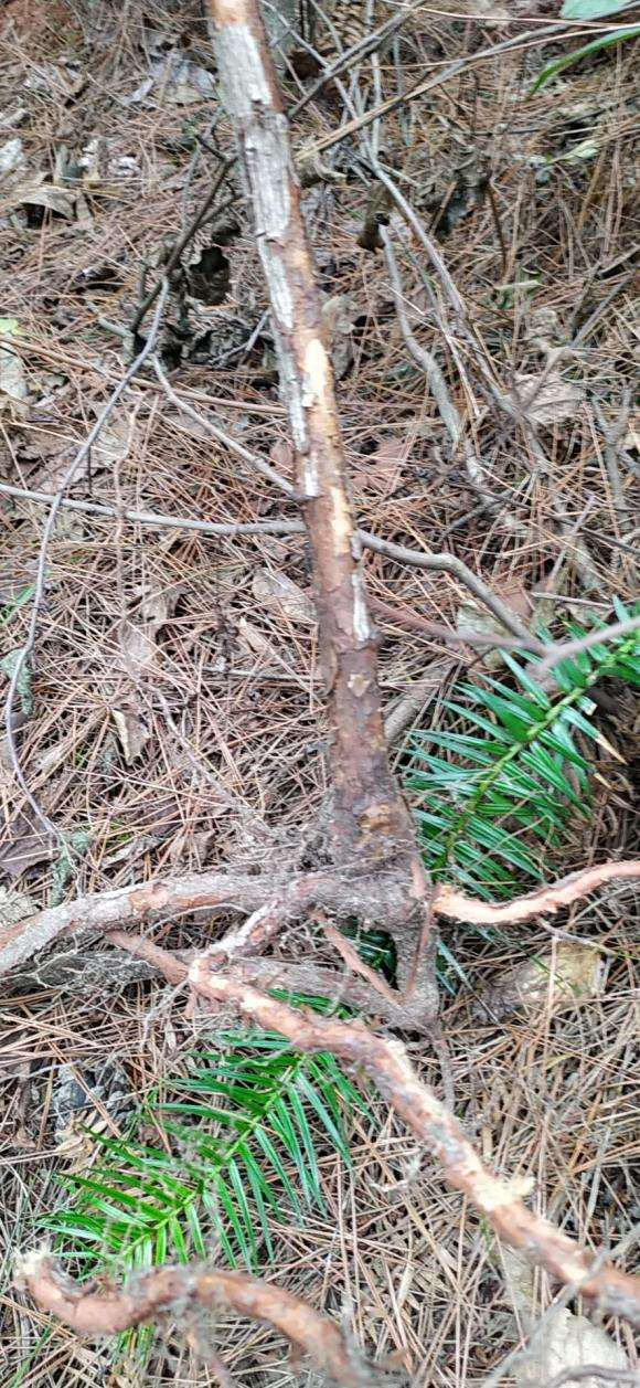 山木香下山桩嫁接什么品种合适