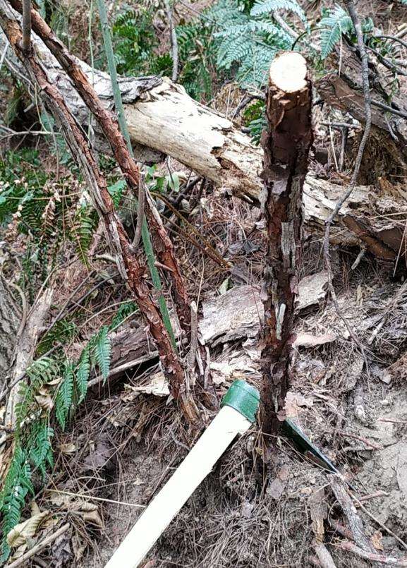 山木香下山桩嫁接什么品种合适