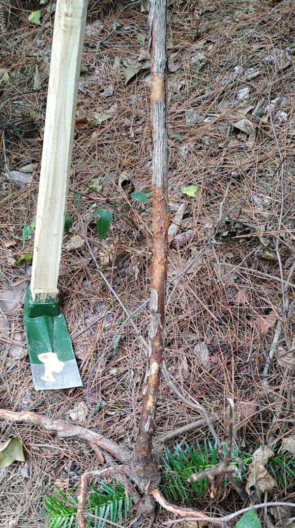 山木香下山桩嫁接什么品种合适