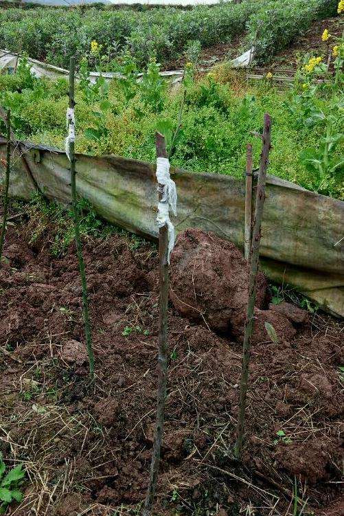 山木香下山桩能扦插成活吗