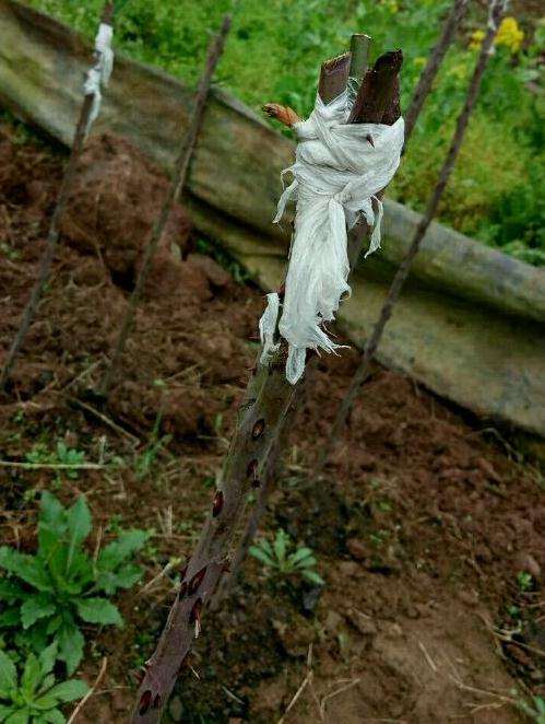 山木香下山桩能扦插成活吗