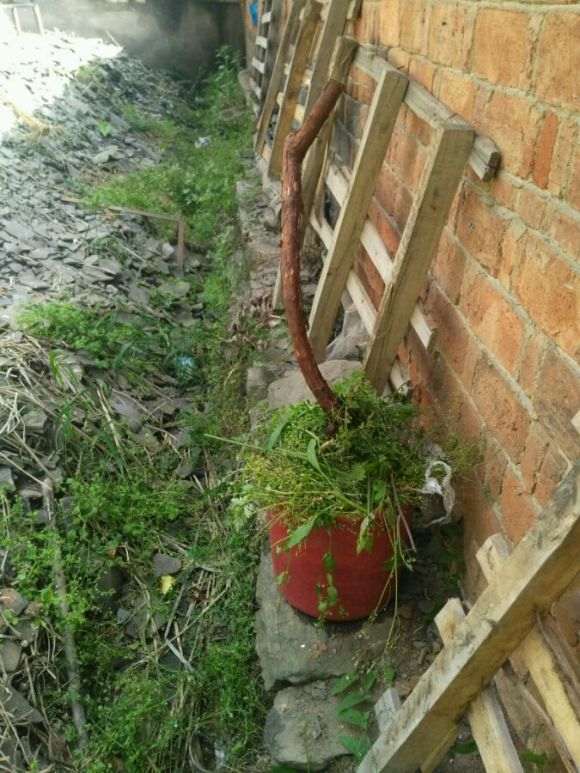 山木香下山桩怎么嫁接月树的方法