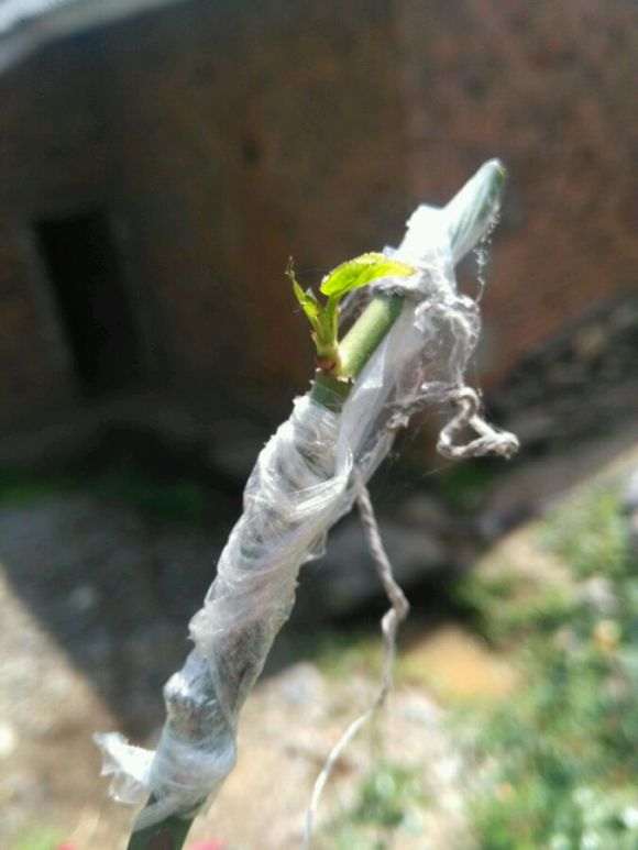 山木香下山桩怎么嫁接月树的方法