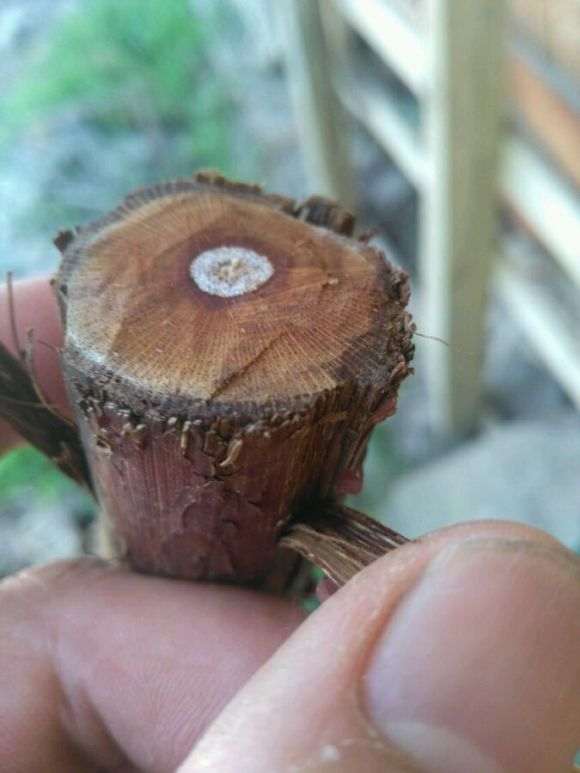 山木香下山桩怎么嫁接月树的方法