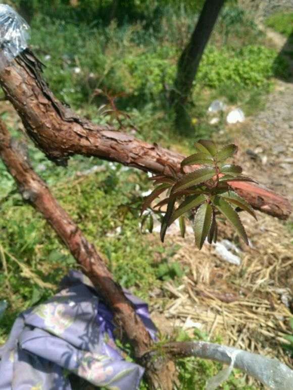 山木香下山桩怎么嫁接月树的方法