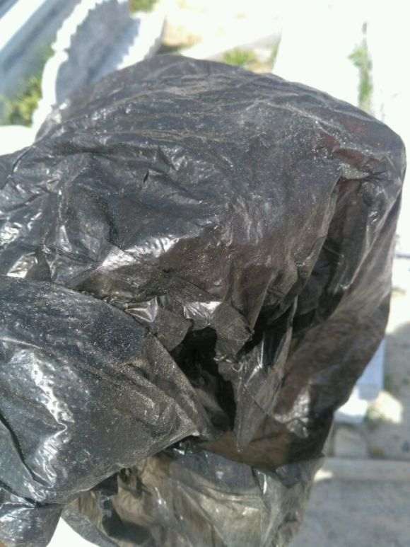 山木香下山桩怎么嫁接月树的方法