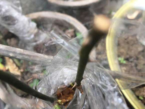 山木香下山桩可以嫁接那几个月季品种
