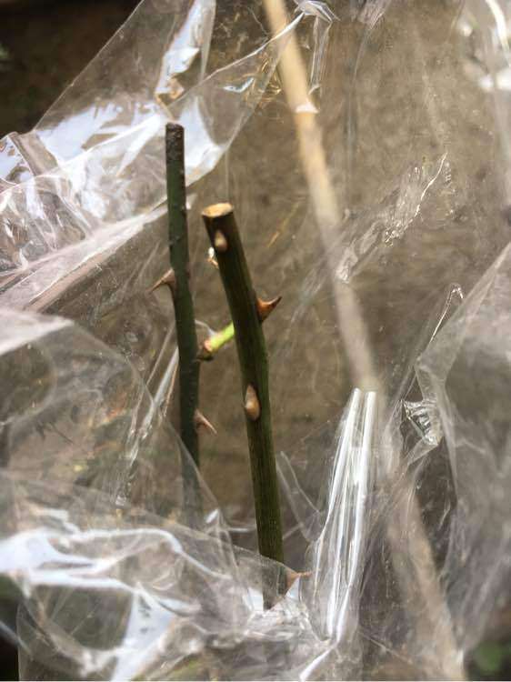 山木香下山桩可以嫁接那几个月季品种