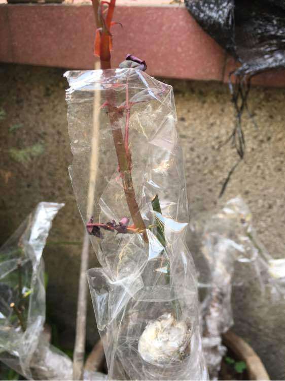 山木香下山桩可以嫁接那几个月季品种