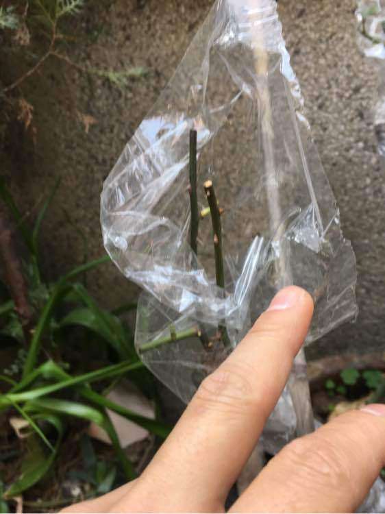 山木香下山桩可以嫁接那几个月季品种