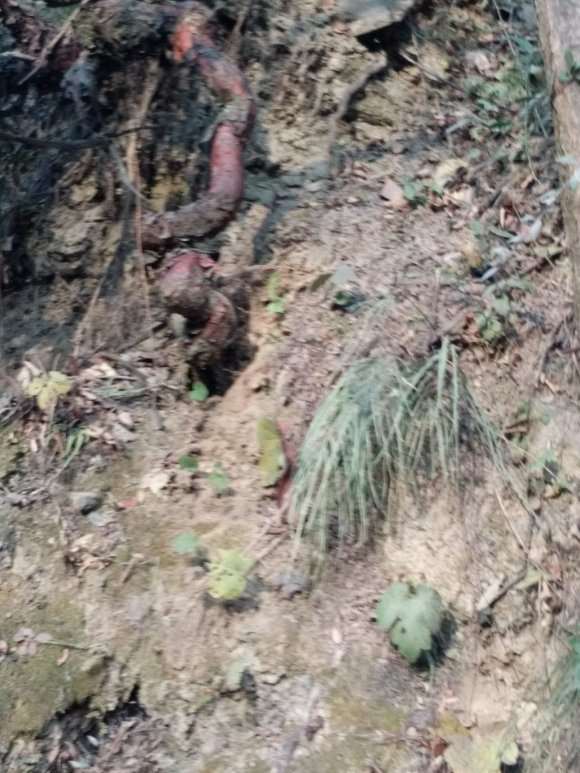 山木香下山桩能做盆景吗