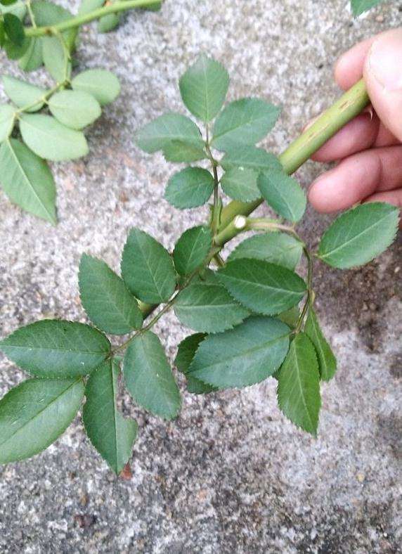 这个是山木香下山桩吗