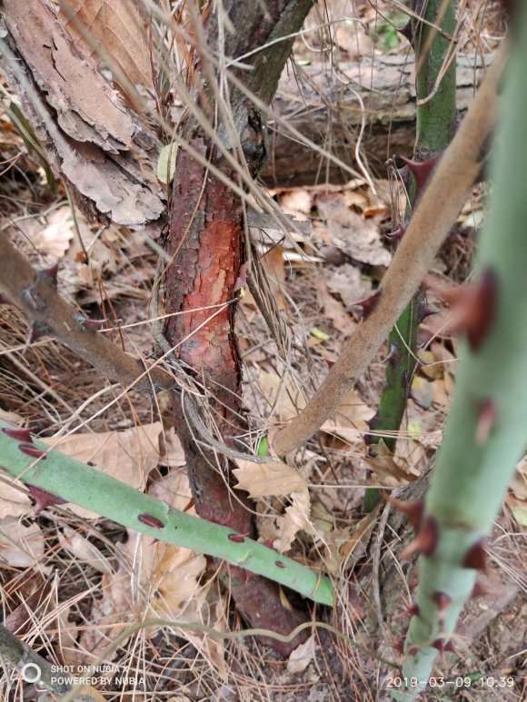 这是山木香下山桩