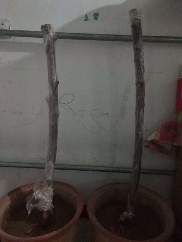 山木香下山桩种下 几天能发芽