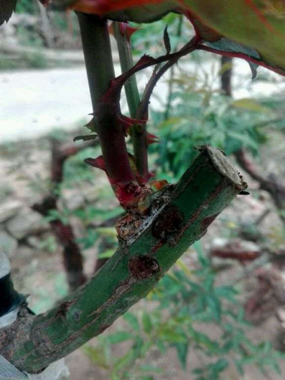 山木香月季下山桩 快开花了