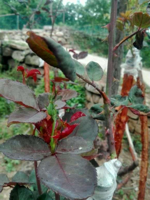 山木香月季下山桩 快开花了