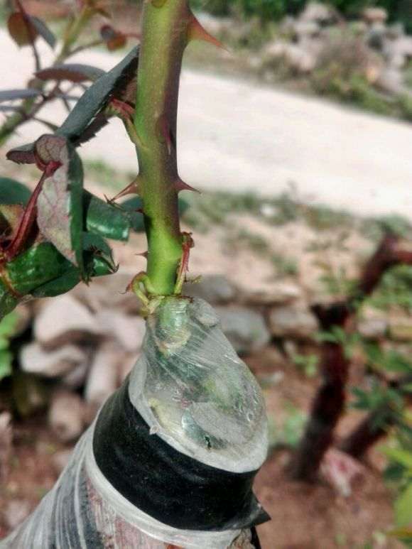 山木香月季下山桩 快开花了