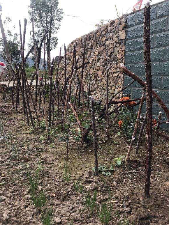 山木香下山桩只能扦插的方法