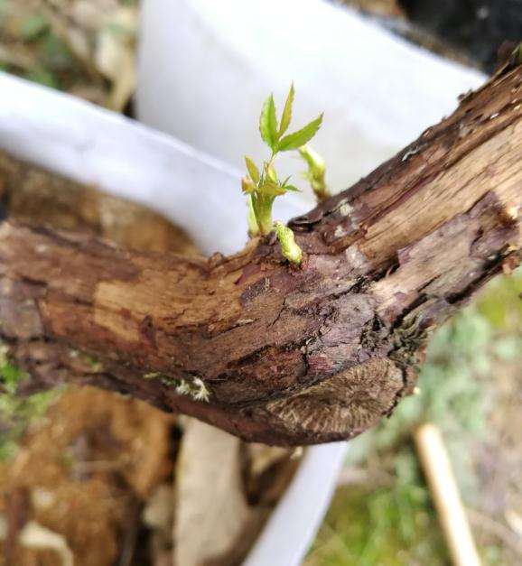 山木香下山桩怎么嫁接月季的4个难点