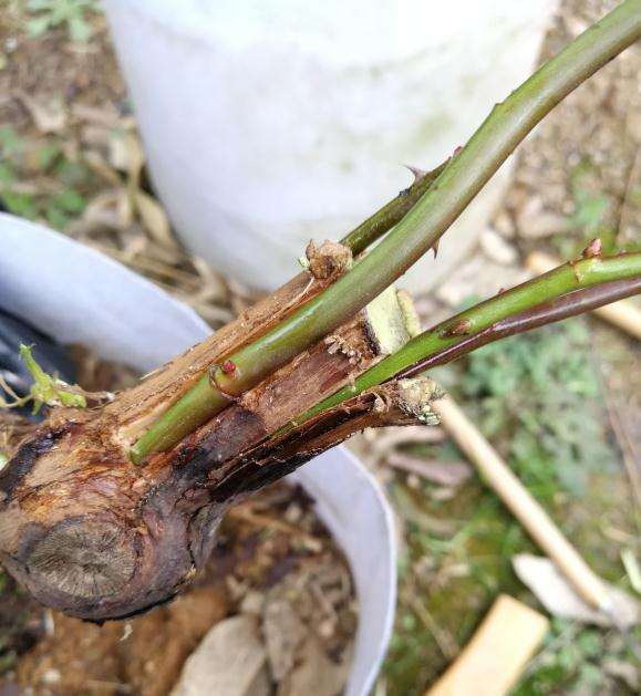 山木香下山桩怎么嫁接月季的4个难点