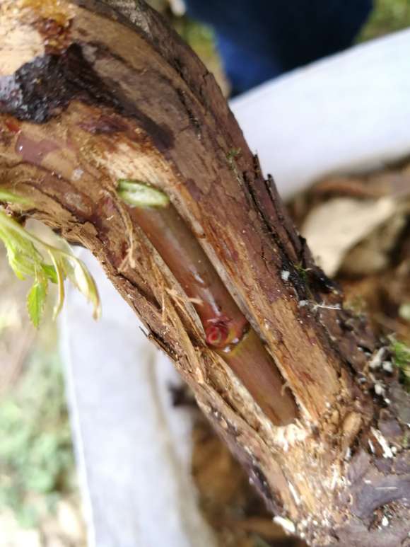 山木香下山桩怎么嫁接月季的4个难点