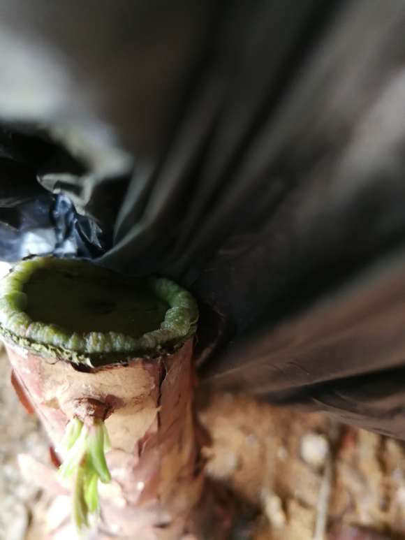 山木香下山桩怎么嫁接月季的4个难点