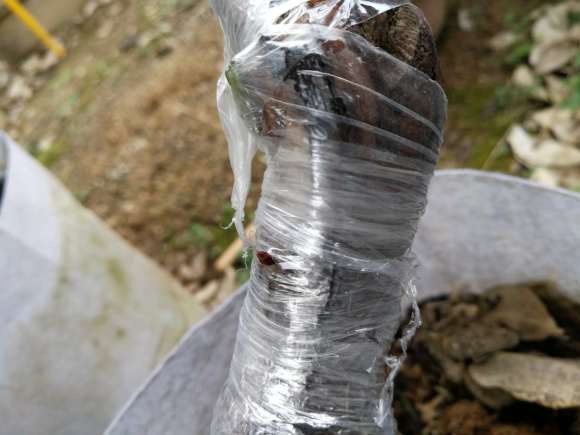 山木香下山桩怎么嫁接月季的4个难点