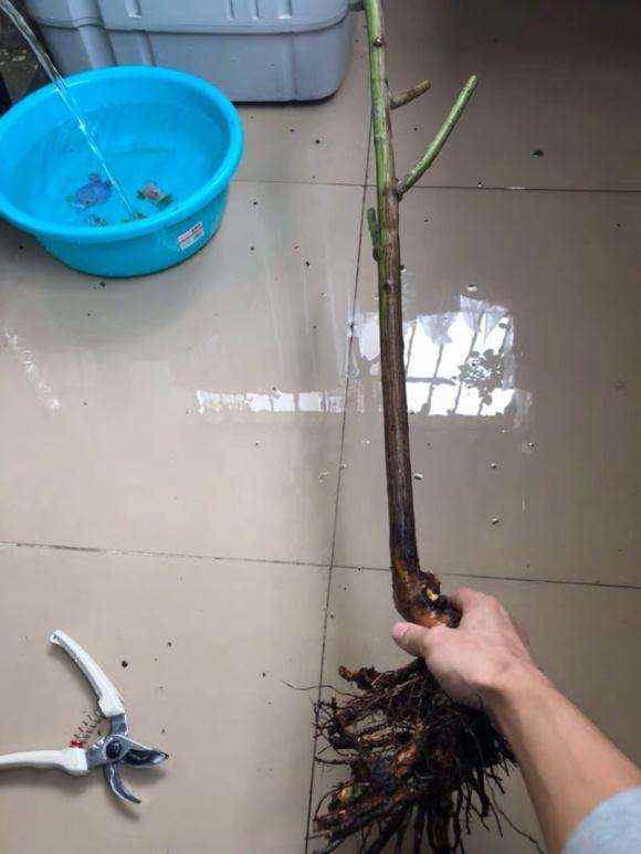 山木香下山桩嫁接砧木的利弊