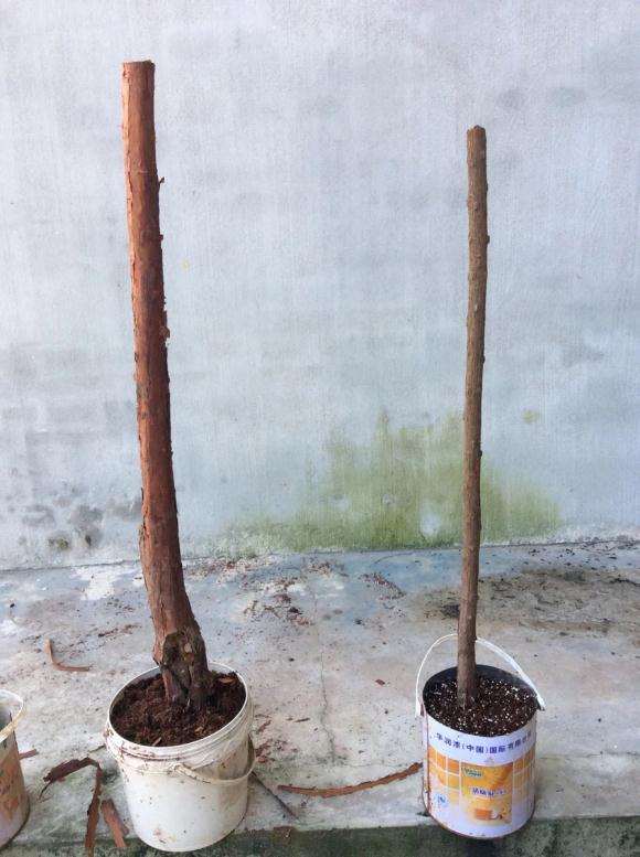 山木香下山桩嫁接砧木的利弊