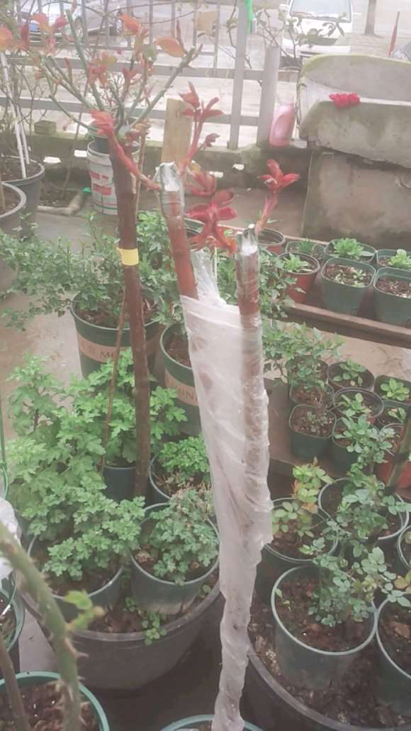 山木香下山桩嫁接砧木的利弊