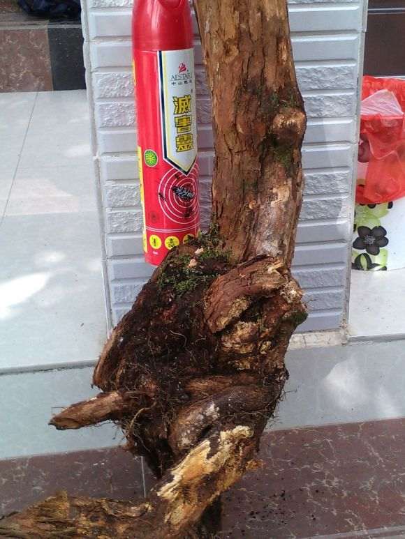 山木香下山桩怎么嫁接树月的方法