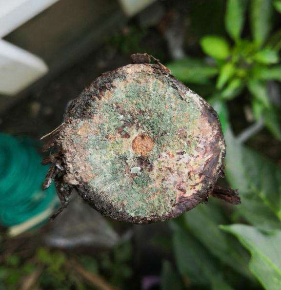 山木香下山桩来芽 有发霉迹象 怎么办