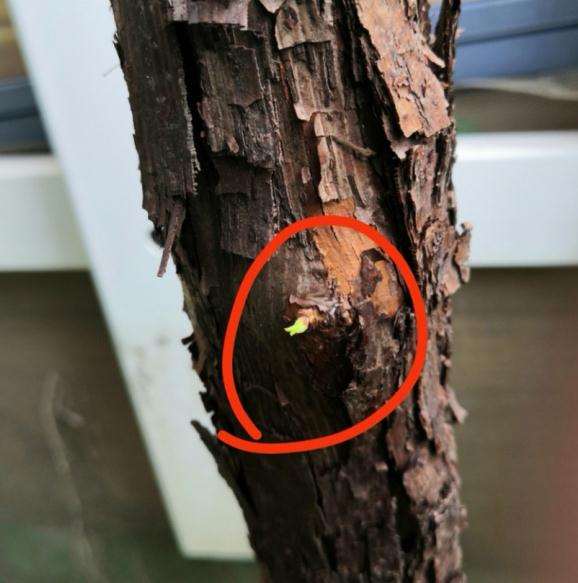 山木香下山桩来芽 有发霉迹象 怎么办