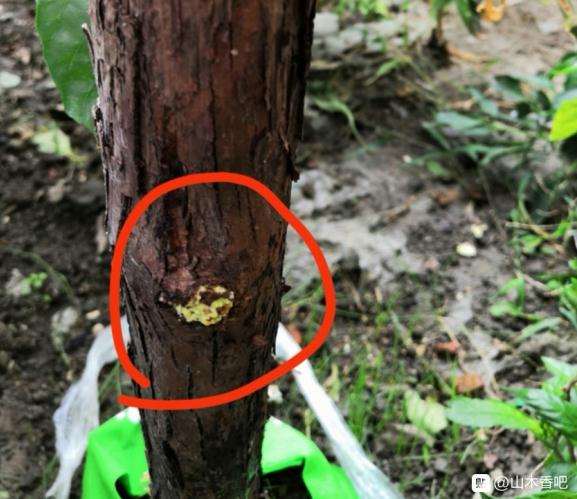 山木香下山桩来芽 有发霉迹象 怎么办