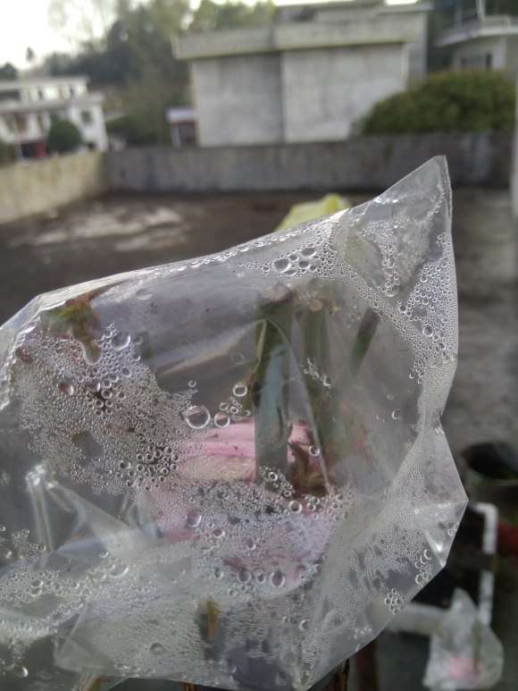 山木香下山桩嫁接10天啦 算活了吗