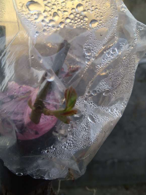 山木香下山桩嫁接10天啦 算活了吗