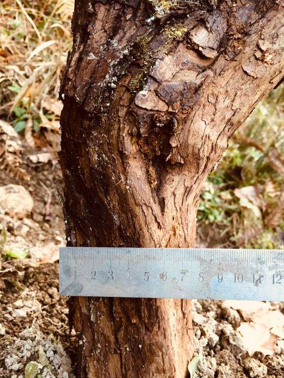 山木香下山桩嫁接哪些品种