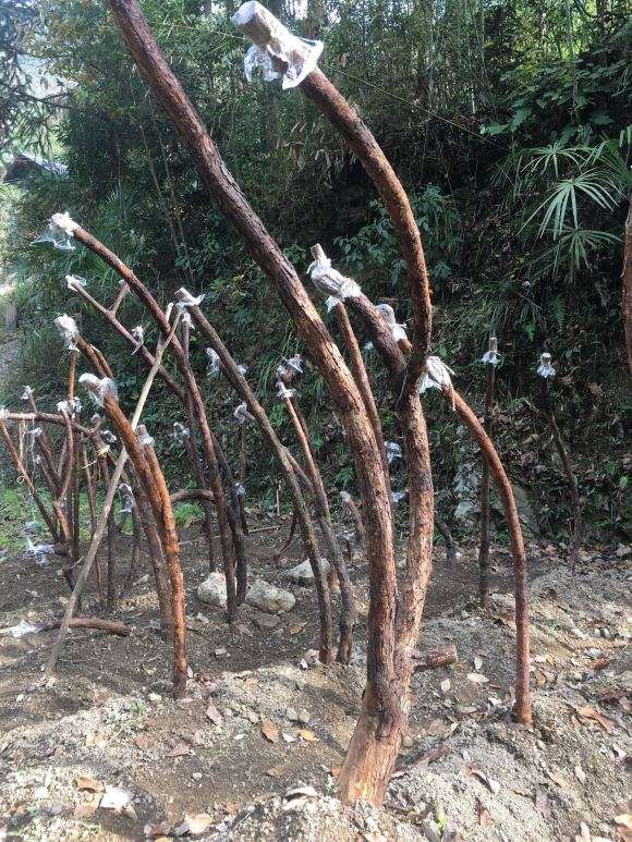 山木香下山桩嫁接哪些品种