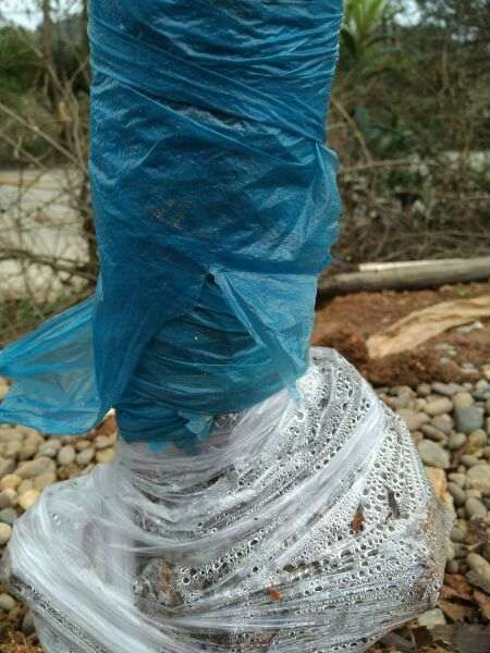 山木香下山桩怎么嫁接玫瑰的方法