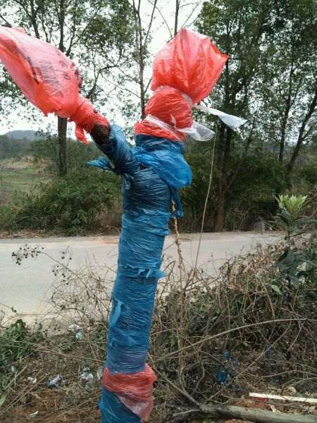 山木香下山桩怎么嫁接玫瑰的方法