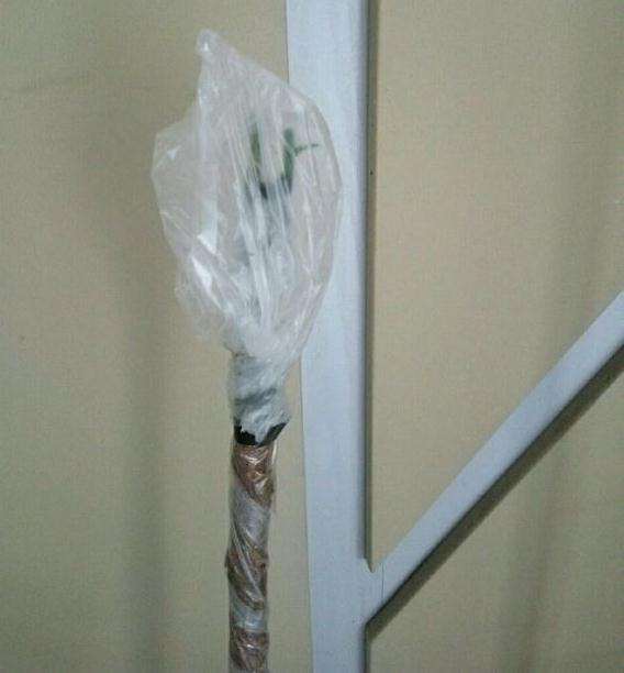 山木香下山桩嫁接月季
