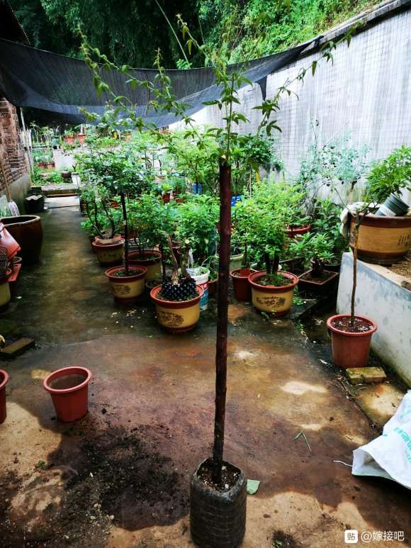 山木香下山桩怎么移栽上盆的方法