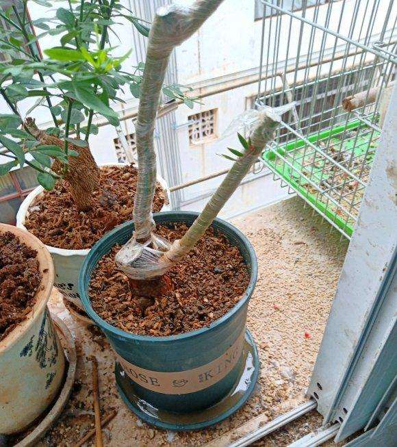 山木香下山桩也分有刺 无刺吗