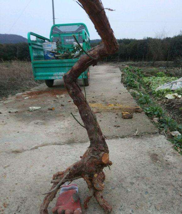 怎样栽活无须根的山木香下山桩