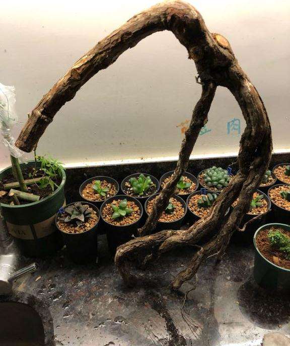 山木香下山桩 需要嫁接几个芽点