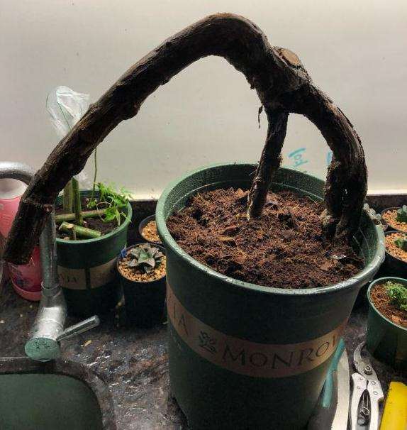 山木香下山桩 需要嫁接几个芽点