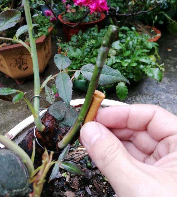 山木香下山桩怎么嫁接月季的记录贴