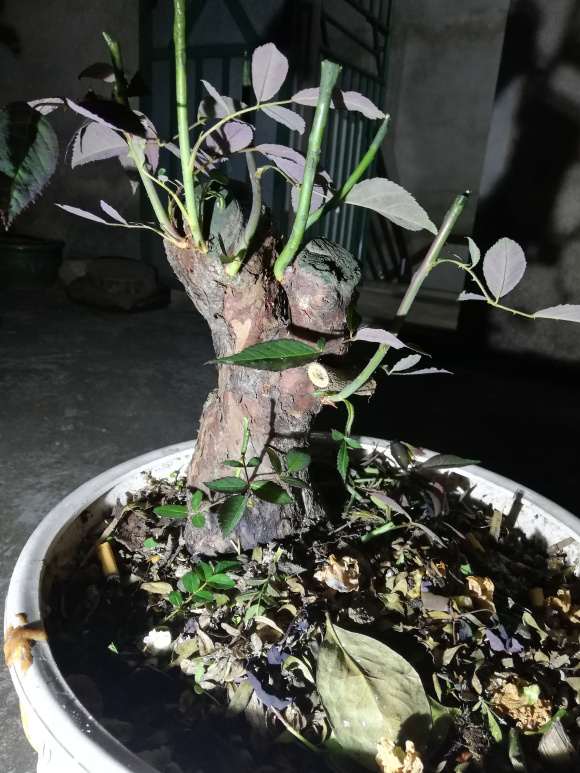 山木香下山桩怎么嫁接月季的记录贴