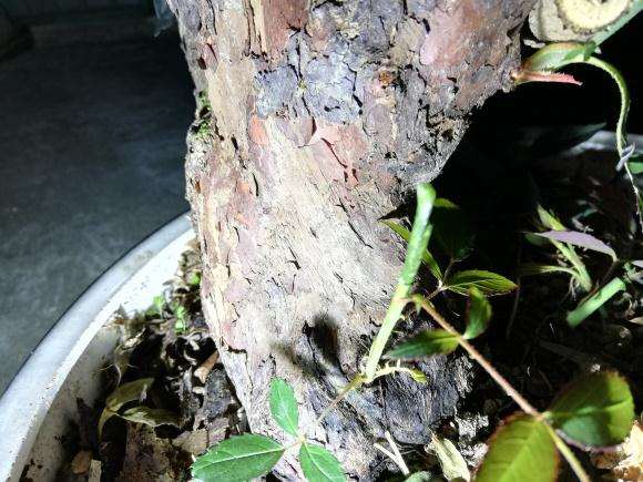 山木香下山桩怎么嫁接月季的记录贴